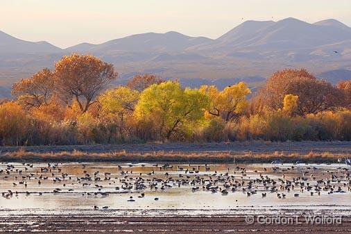 Bosque del Apache_72743.jpg - Photographed in the Bosque del Apache National Wildlife Refuge near San Antonio, New Mexico USA. 